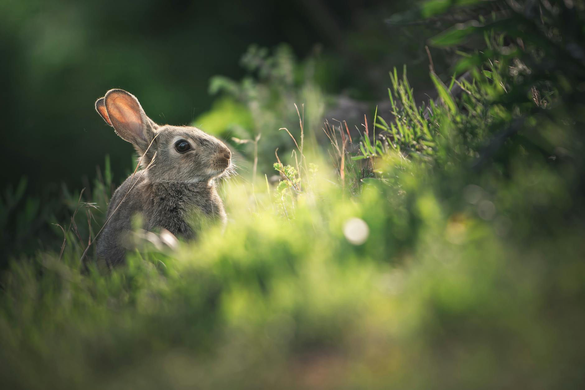 Tortoise and the Rabbit
